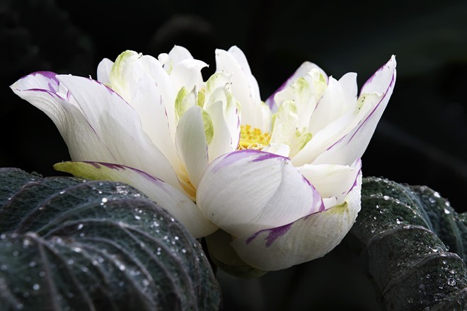 Colourful lotus pond in the suburbs of Hanoi - ảnh 8